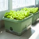 슬기로운 초록생활, 홈가드닝 | 이즈리빙 베란다텃밭 홈가드닝 플랜트박스 추천 — 집에서 소소하게 키워보는 베란다 텃밭