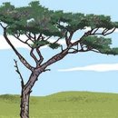 소나무의 시 이미지