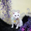 블링블링펫 이미지