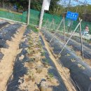 기용농장 이미지