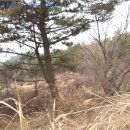 사등면 사곡리 산103-18~사곡리103-19 양면일원 | [거제시 사등면 토지(임야)경매,급매,전세] 경상남도 거제시 사등면 창호리 1022-1. 2015타경1118