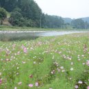 코스모스 산업 이미지