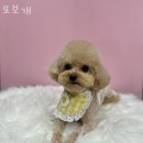 또보개 이미지