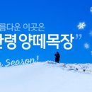 대관령양빵양빵양빵 이미지