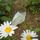 인천나비공원 이미지