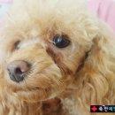 죽전예담동물병원 이미지