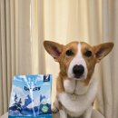 프리독 | 강아지 그레인프리사료 NEKKO TORO 베지 독 닭고기 연어 포뮬러 bezzy 급여 후기