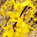 봄의기운 이미지