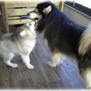 퍼펫 애견카페 이미지