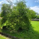 석성동헌 탱자나무 이미지