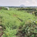 동광리-2 이미지