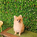 강아지 놀이터 이미지