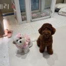 몽셰리 이미지