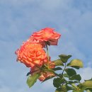 폭염 속, 칠월을 보내면서 이미지