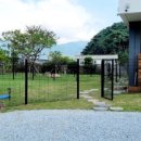 스테이 댕댕 이미지