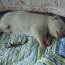 우리두리농장 이미지