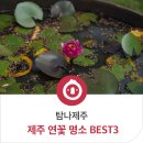 법화사지 | 제주 연꽃 명소_ 제주 연화지부터 법화사지까지 GO!