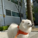 도그마 펫살롱 이미지