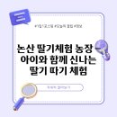 논산 딸기체험 농장 – 아이와 함께 신나는 딸기 따기 체험