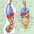 인체장기위치 그림 이미지