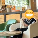 독 | 천안 유기견카페 잇츠독 방문 후기