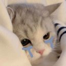 BH병원 | 이제 비밀로 안쓰는 임신일기 (19-23w)