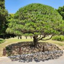 수월산성(水月山城) | 청주 상당산성, 청남대 탐방