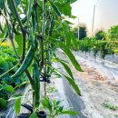 해돈농장 이미지