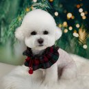 도그 살롱초코 이미지