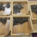 7572 | 비채담 다회 후기 대익 7572 0532 백량차 남나생태청병 하관 녹대수