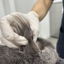 24시 이오동물병원 이미지