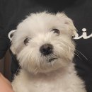 24시 더원 동물병원 | 말티즈 강아지 슬개골 탈구 수술 후기 검단 24시 더원동물병원 추천해요.