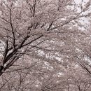 양산천변 | [공지] 광주 벚꽃 명소 아직 사람들 잘 모르는 벚꽃 스팟 대방출!