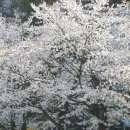 세촌