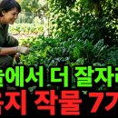 RE:그늘 작물 재배 노하우 이미지