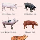 영미트팜 이미지