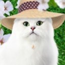 행복한팬시 이미지