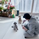 베럴독 | 강아지 짖음 훈련 복종훈련 베럴독 조재호 훈련사 교육 후기