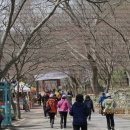 [정읍 여행]호남의 금강산 봄맞이 나들이 가보세 - 내장산 이미지