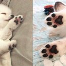 젤리댕댕이 이미지