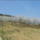 가은읍 왕능리 가로수길 이미지