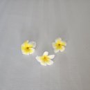뉴스파 | 발리여행 | 가성비 드뉴스파 De Nyuh Spa Seminyak | 스미냑마사지