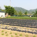 다시농장 이미지