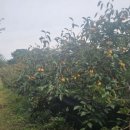 오두보건진료소 이미지