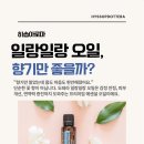 일랑일랑 이미지