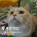 동화부분정비 | 홍대가볼만한곳, 루프캣미 고양이카페 홍대점 홍대데이트코스 추천