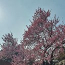 3/28(토) 부암동 삼청동 도보여행과 창덕궁 홍매화 이미지