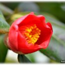 동백미소약국 이미지