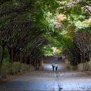 예산초 단풍나무길 | 단풍나무 숲 길&#39; 후기