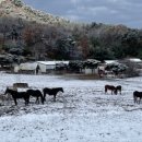 명랑목장 이미지